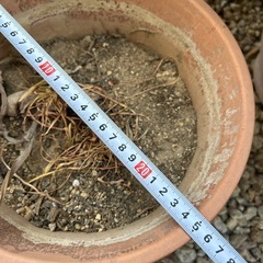 植木鉢
の画像