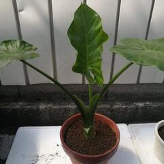 クワズイモ