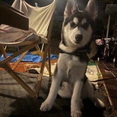犬友募集！