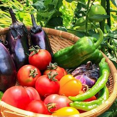 畑をお貸しするので野菜を育てませんか？