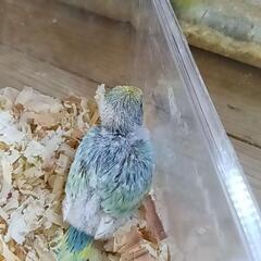 セキセイインコ　5／20入荷　パステルレインボー − 埼玉県