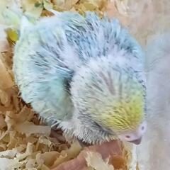 セキセイインコ　5／20入荷　パステルレインボー - ペット