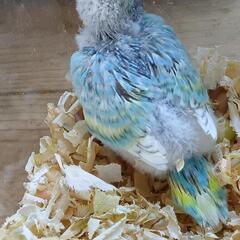 セキセイインコ　5／20入荷　パステルレインボー - 地元のお店