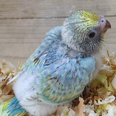 セキセイインコ　5／20入荷　パステルレインボー - 春日部市