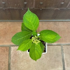 紫陽花「ありがとう」②　花色白×ブルーの画像