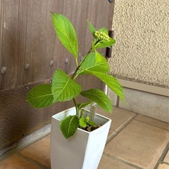 紫陽花「ありがとう」②　花色白×ブルーの画像