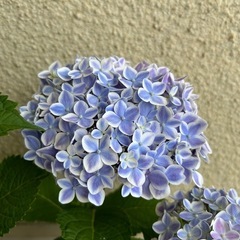 紫陽花「ありがとう」②　花色白×ブルーの画像