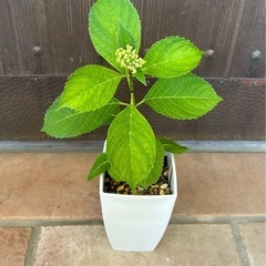 紫陽花「ありがとう」②　花色白×ブルーの画像