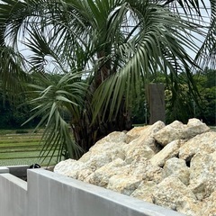 造形石【珊礁】｜L・M・Sサイズ選べる｜ガーデン・外構に｜1セット3,000円！の画像