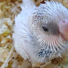 セキセイインコ　5／24 ホワイトブルー系パイド