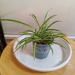 【交渉中です】手渡し限定：オリヅルラン子株Ｄ　観葉植物　現品渡し...