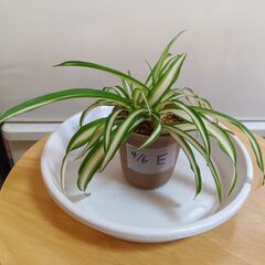 【交渉中です】手渡し限定：オリヅルラン子株Ｅ　観葉植物　現品渡し...