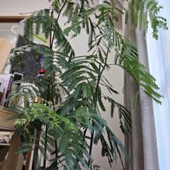 観葉植物