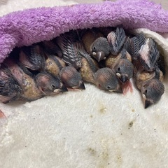 文鳥（雛）の里親募集