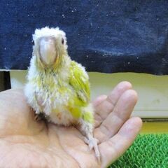 ウロコインコ　雛　シナモンダイリュート　オス
