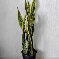 🌿観葉植物🌿サンセベリア🌿ローレンチ⚫️化粧鉢🌿