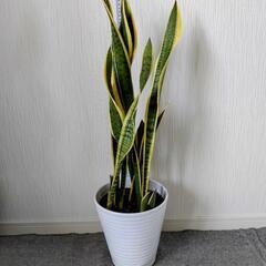 お取り置🌿観葉植物🌿サンセベリア🌿ローレンチ⚪️化粧鉢🌿