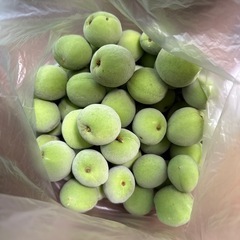 朝採り　青梅　2キロ