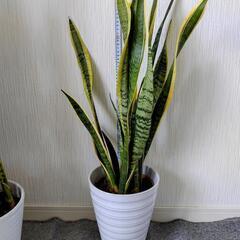 お取り置🌿観葉植物🌿サンセベリア🌿ローレンチ⚪️化粧鉢🌿