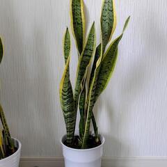 お取り置🌿観葉植物🌿サンセベリア🌿ローレンチ⚪️化粧鉢🌿