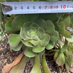 アエオニウム　黒法師(カット苗)の画像