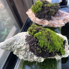 苔盆栽の画像