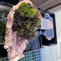 苔盆栽　ピンクの画像
