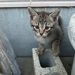 【キジ猫2匹　里親様募集‼︎】