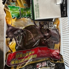 カブトムシ　　飼育セット