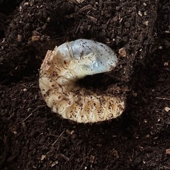 カブトムシ　幼虫　飼育セット