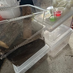 カブトムシ　　飼育セットの画像