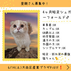 里親募集中！短足・耳折シュガーフォールド♂(⋈◍＞◡＜◍)。✧♡
