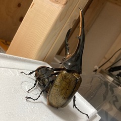 ヘラクレスオオカブト オス♂ 144m単品