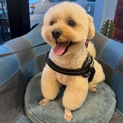 犬友が欲しいです！