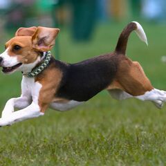 わんちゃん撮影会「飛行犬®️」東北開催のお知らせ - 仙台市
