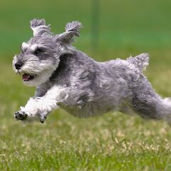 わんちゃん撮影会「飛行犬®️」東北開催のお知らせ - その他