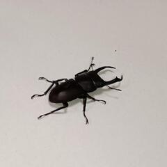 福島県産コクワガタ34mm♂トリオ