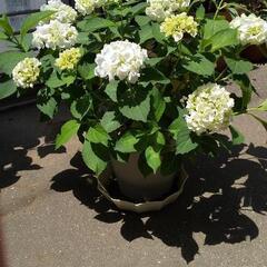 ❇️あじさい《白》 植木鉢❇️