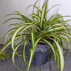 🌿オリヅルラン🌿観葉植物🌿グレープラ鉢🌿