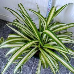 🌿オリヅルラン🌿観葉植物🌿緑プラ鉢🌿