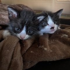 生後約6週間の子猫ちゃん