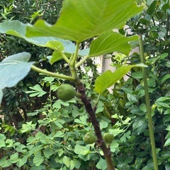 値下げ！　イチジクの木の画像