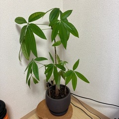 観葉植物　パキラ