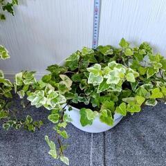🌿斑入り・アイビー🌿観葉植物🌿ヘデラ🌿