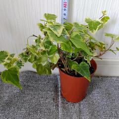 🌿斑入り・アイビー🌿ヘデラ🌿観葉植物🌿