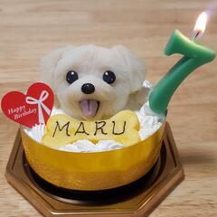 わんわんケーキココまる🎂