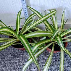 🌿オリヅルラン🌿観葉植物🌿プラ鉢🌿2鉢組🌿
