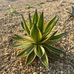 アガベ五色万代