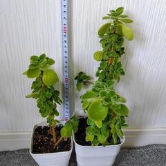 お取り置🌿アロマティカス・aromaticus🌿白プラ鉢🌿3個組🌿の画像