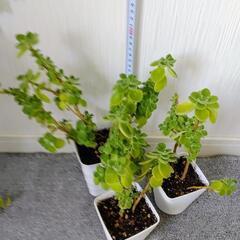 お取り置🌿アロマティカス・aromaticus🌿白プラ鉢🌿3個組🌿の画像